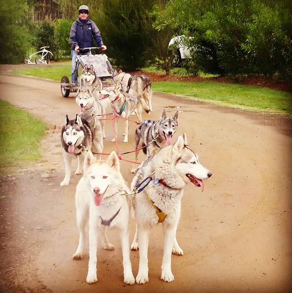 sled dog tours tasmania